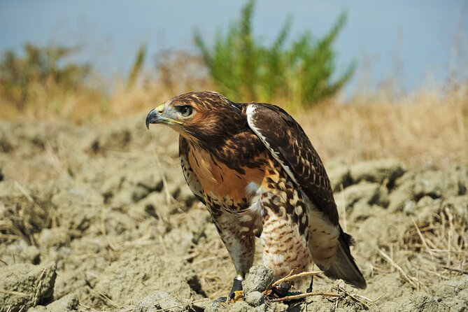 Falconry experience in Tuscany - Davide’s teaching style is part of the experience