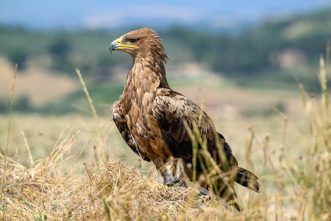 Falconry experience in Tuscany - Weather, comfort, and what to bring