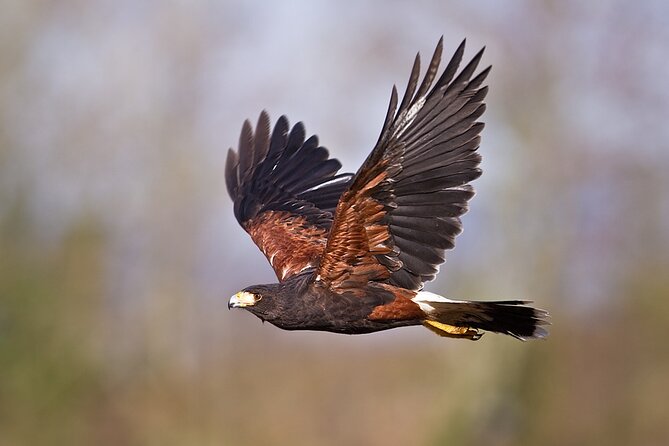 Falconry experience in Tuscany - Who will enjoy this most