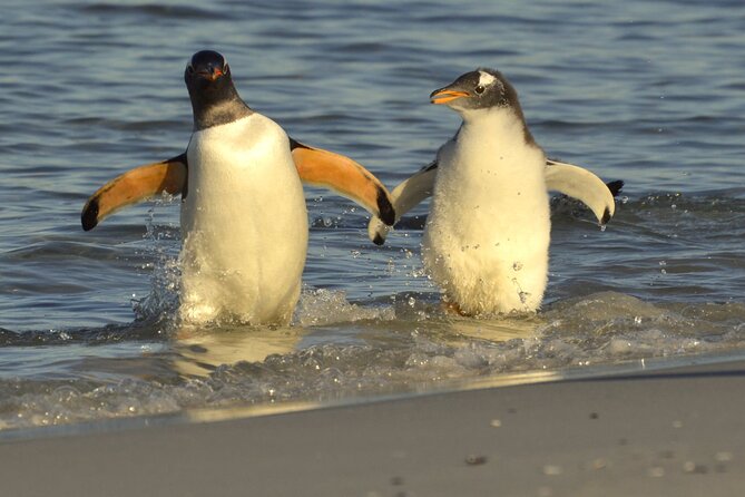 Falkland Islands Shared Tour Sightseeing with Penguins - Six things to know before booking