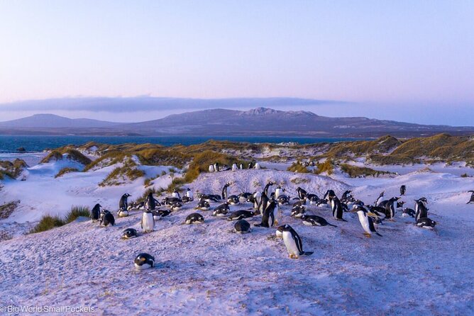 Falkland Islands Shared Tour Sightseeing with Penguins - Gypsy Cove: dunes, shore birds, and open views