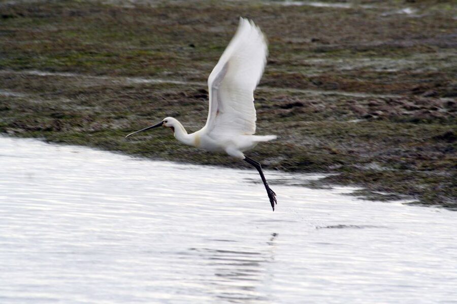Faro: Eco-Friendly Ria Formosa Bird Watching in Solar Boat - Key points at a glance