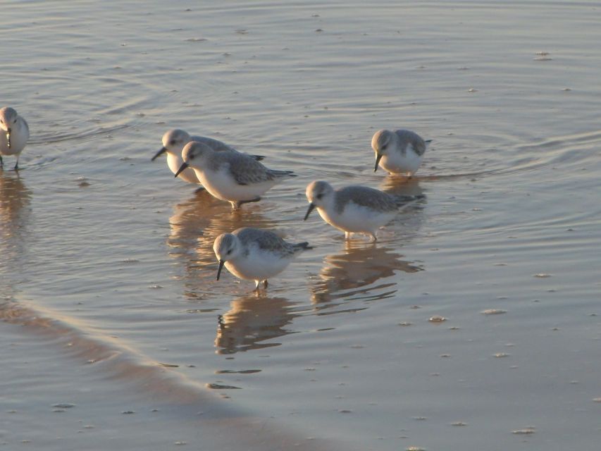 Faro: Eco-Friendly Ria Formosa Bird Watching in Solar Boat - Is $47 a fair price?