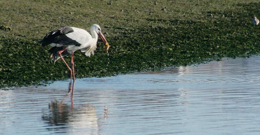 Faro: Eco-Friendly Ria Formosa Bird Watching in Solar Boat - Why the Ria Formosa is worth your time
