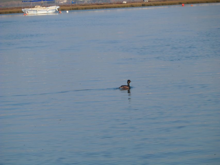 Faro: Eco-Friendly Ria Formosa Bird Watching in Solar Boat - What the two-hour boat trip feels like