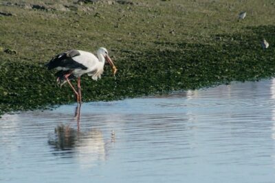 Eco-Friendly Ria Formosa Bird Watching in Solar Boat
