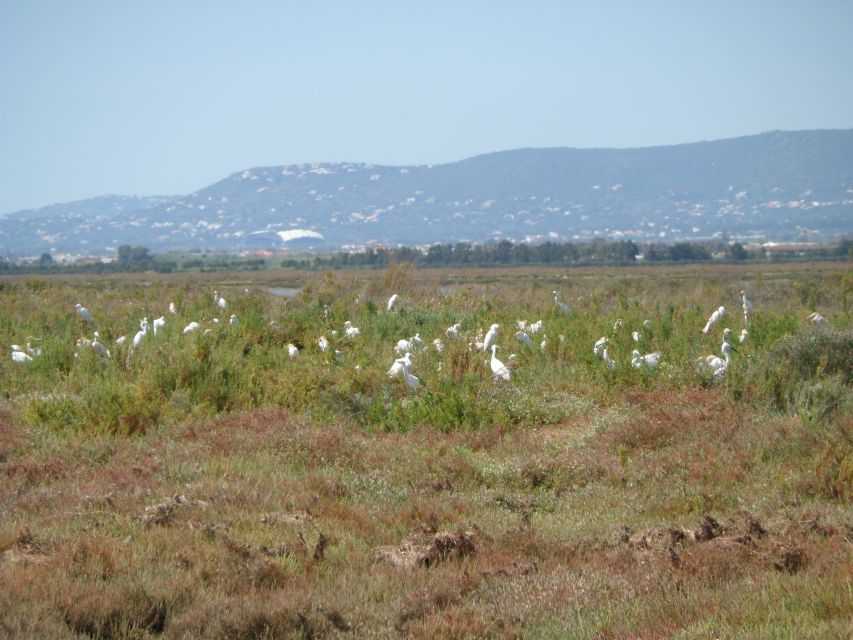 Faro: Eco-Friendly Ria Formosa Bird Watching in Solar Boat - The guides are the real strength
