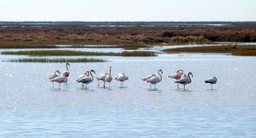 Faro: Eco-Friendly Ria Formosa Bird Watching in Solar Boat - Birds you might see in the canals