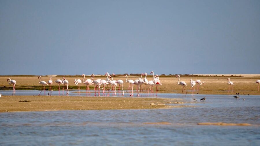 Faro: Ria Formosa Eco Birdwatching Boat Tour - Key points to know before you go