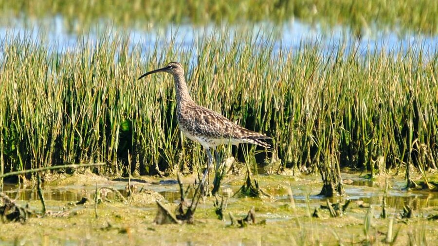 Faro: Ria Formosa Eco Birdwatching Boat Tour - Who will enjoy this Faro boat tour most?