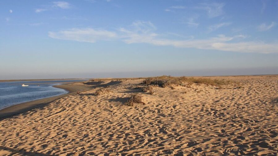 Faro: Ria Formosa Eco Birdwatching Boat Tour - Birdwatching with realistic expectations