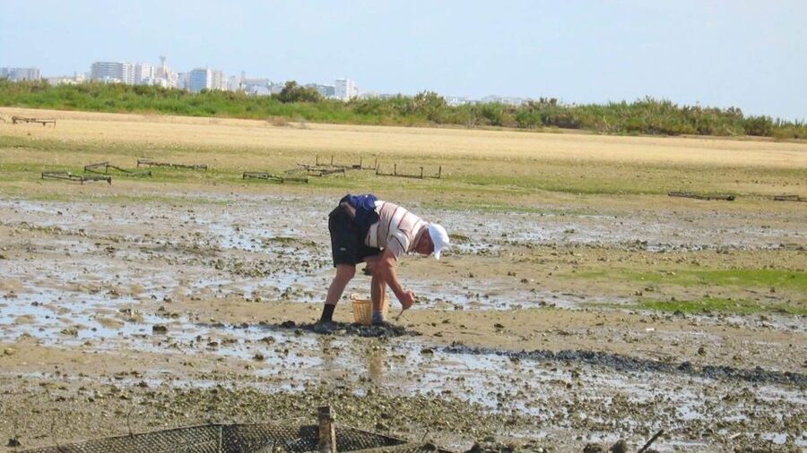 Faro: Ria Formosa Eco Birdwatching Boat Tour - Why the guide can make or break the outing