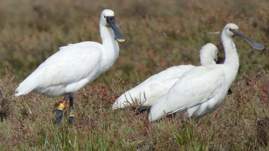 Faro: Ria Formosa Eco Birdwatching Boat Tour - How the itinerary feels from start to finish