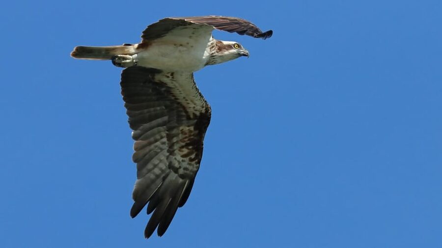 Faro: Ria Formosa Eco Birdwatching Boat Tour - Is $47 a fair price?