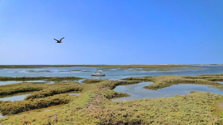 Faro: Ria Formosa Eco Birdwatching Boat Tour - Comfort, weather, and access