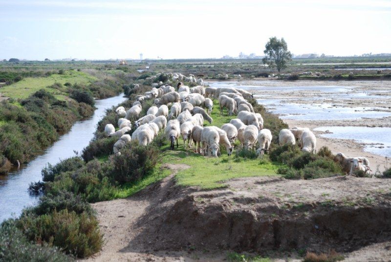 Faro: Ria Formosa Natural Park Segway Tour & Birdwatching - Riding toward Ludo and Faro Beach
