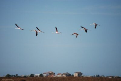 Camel Ride and Flamingo Trek