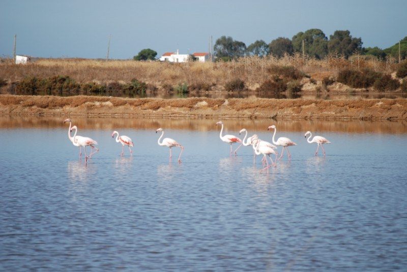 Faro: Ria Formosa Natural Park Segway Tour & Birdwatching - Birdwatching in a reserve that changes with the seasons