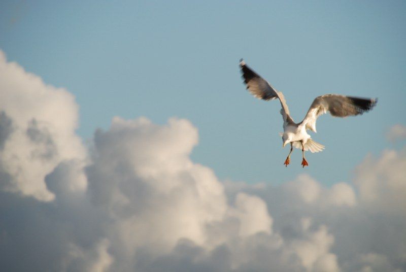 Faro: Ria Formosa Natural Park Segway Tour & Birdwatching - Price, meeting point, and practical value