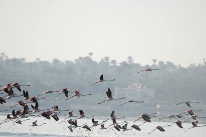 Fayoum Full Day tour Bird Watching - From Cairo to Fayoum: a long but worthwhile outing