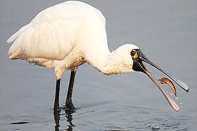 Fayoum Full Day tour Bird Watching - What makes the bird-watching focus worthwhile