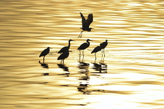 Fayoum Full Day tour Bird Watching - A private tour with a useful change-of-plan option