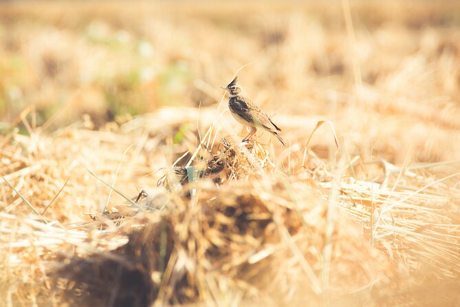 Fayoum Full Day tour Bird Watching - Is $121 a fair price?