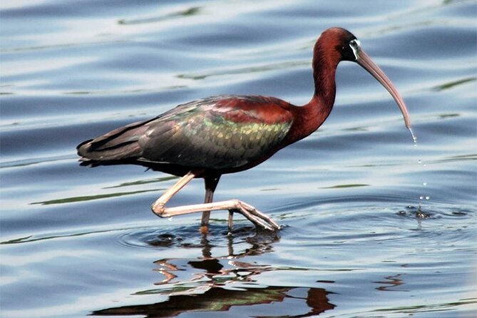 Fayoum Full Day tour Bird Watching - Who should book this Fayoum day trip?