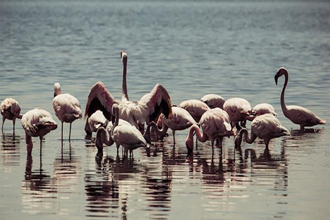 Fayoum Full Day tour Bird Watching - Qarun Lake and the birds of the Fayoum oasis
