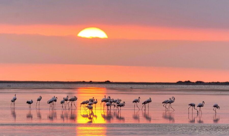Flamingo-Birdwatching in the Ebro Delta at Sunset - Key points to know before you go
