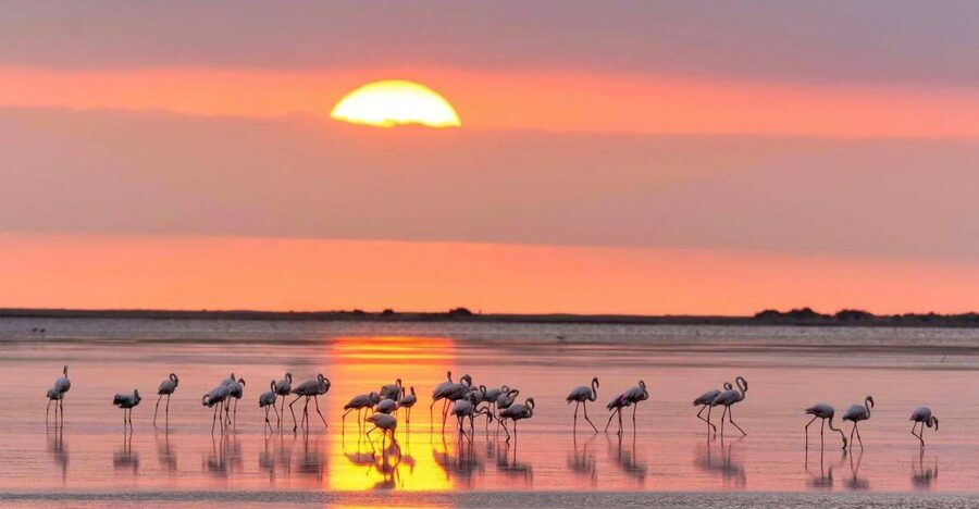 Flamingo-Birdwatching in the Ebro Delta at Sunset - Why sunset works so well in the Ebro Delta
