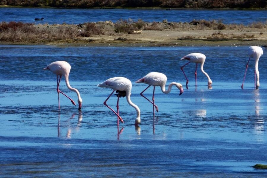 Flamingo-Birdwatching in the Ebro Delta at Sunset - The Riet Vell rice farm and hidden lagoon