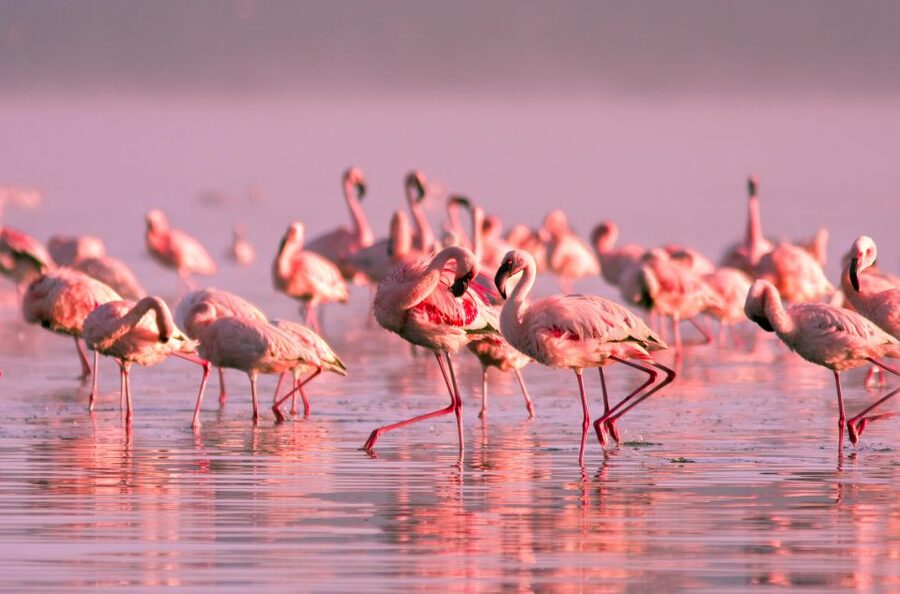 Flamingo-Birdwatching in the Ebro Delta at Sunset - Starting beside the SEO BirdLife Barraca