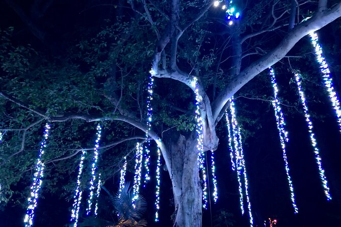 Flamingo Gardens' Garden of Lights - Dates, hours, and practical planning
