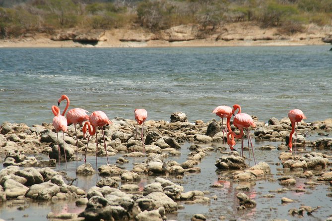 Flamingo & Mangrove Trip with Local Guide - Key points to know before booking