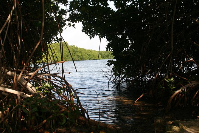 Flamingo & Mangrove Trip with Local Guide - Lac Bay’s mangrove channels are the main stop