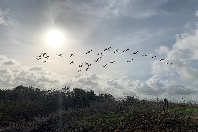 Flamingo & Mangrove Trip with Local Guide - Flamingos are possible, not guaranteed up close