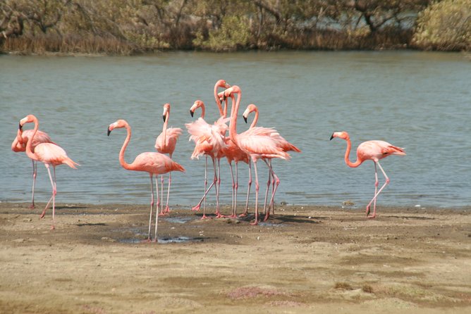 Flamingo & Mangrove Trip with Local Guide - The small vehicle makes the outing more personal