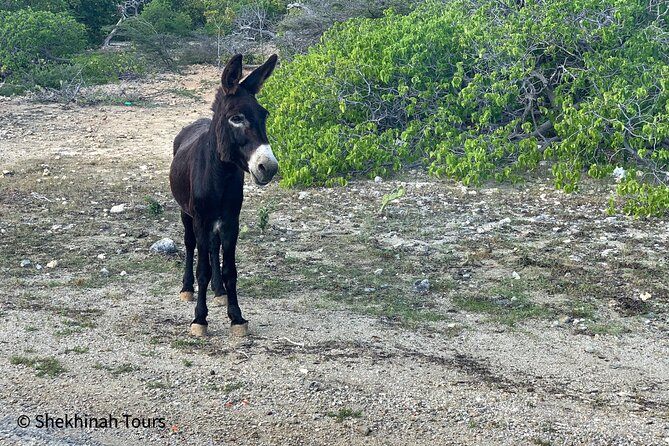 Flamingo & Mangrove Trip with Local Guide - Roads and timing deserve honest attention
