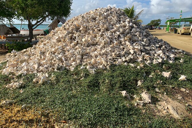Flamingo & Mangrove Trip with Local Guide - Is $68 a fair price?