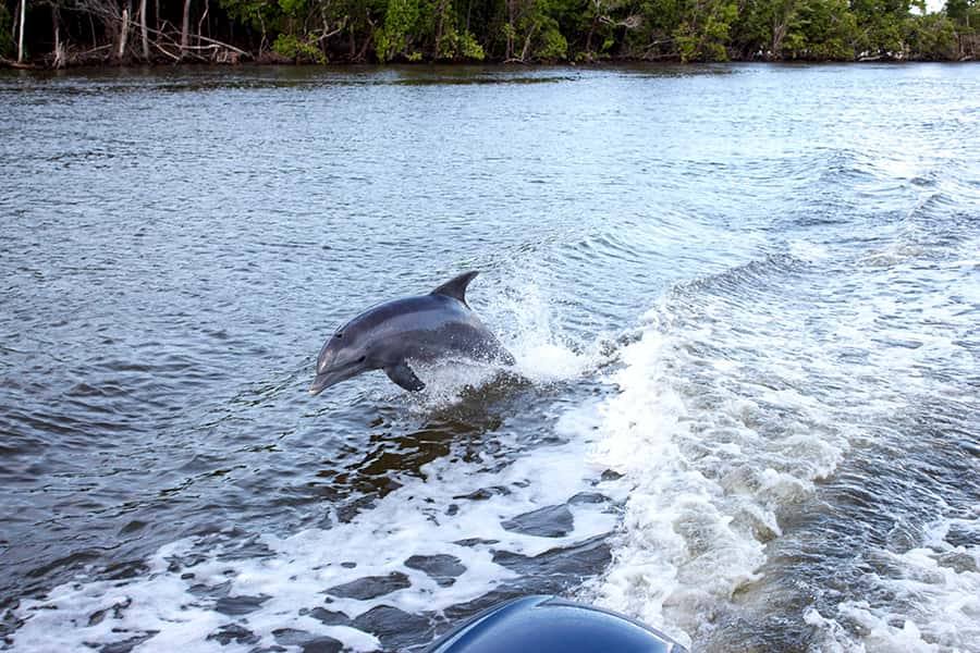 Flamingo Marina: Florida Bay Boat Tour of the Everglades - Key points to know before you go
