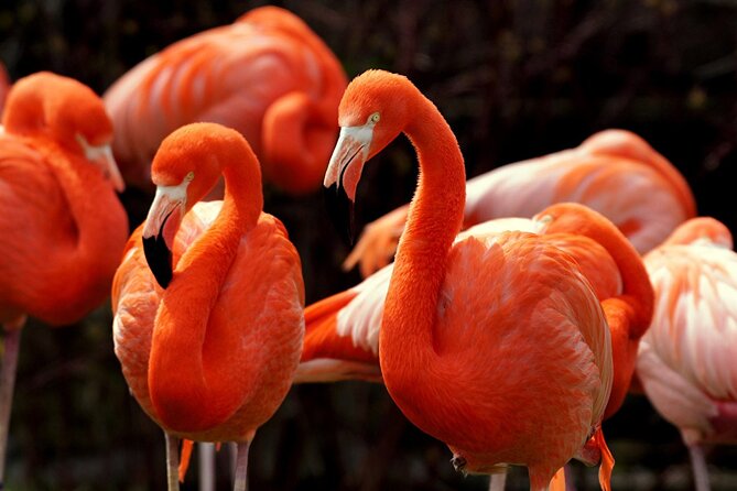 Flamingo Sightseeing Pink Lake Tour and Rio Lagartos Boat Ride - Las Coloradas and the pink salt lagoons