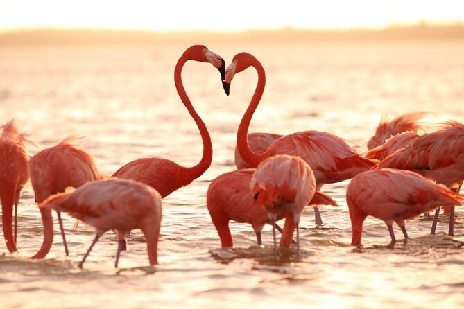 Flamingo Sightseeing Pink Lake Tour and Rio Lagartos Boat Ride - The white clay Mayan bath