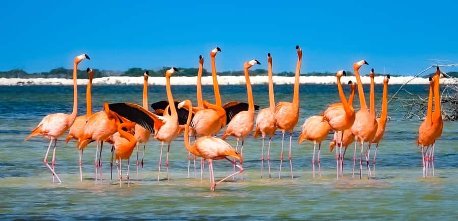 flamingo tour in Rio Lagartos, Yucatan 3 hours - What this Rio Lagartos boat trip is really like