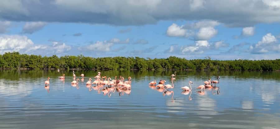 flamingo tour in Rio Lagartos, Yucatan 3 hours - Through 35 kilometers of mangrove channels