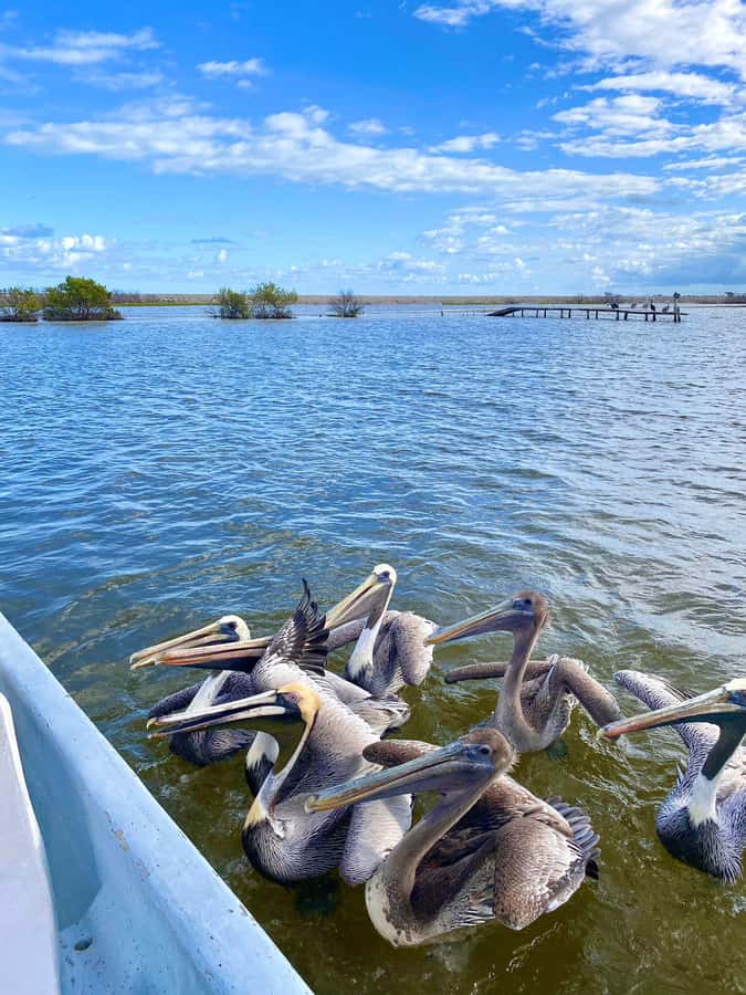 flamingo tour in Rio Lagartos, Yucatan 3 hours - Watching the American pink flamingos feed