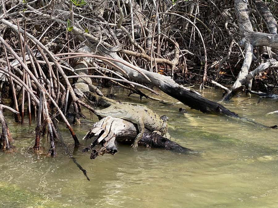 flamingo tour in Rio Lagartos, Yucatan 3 hours - The optional Mayan clay bath