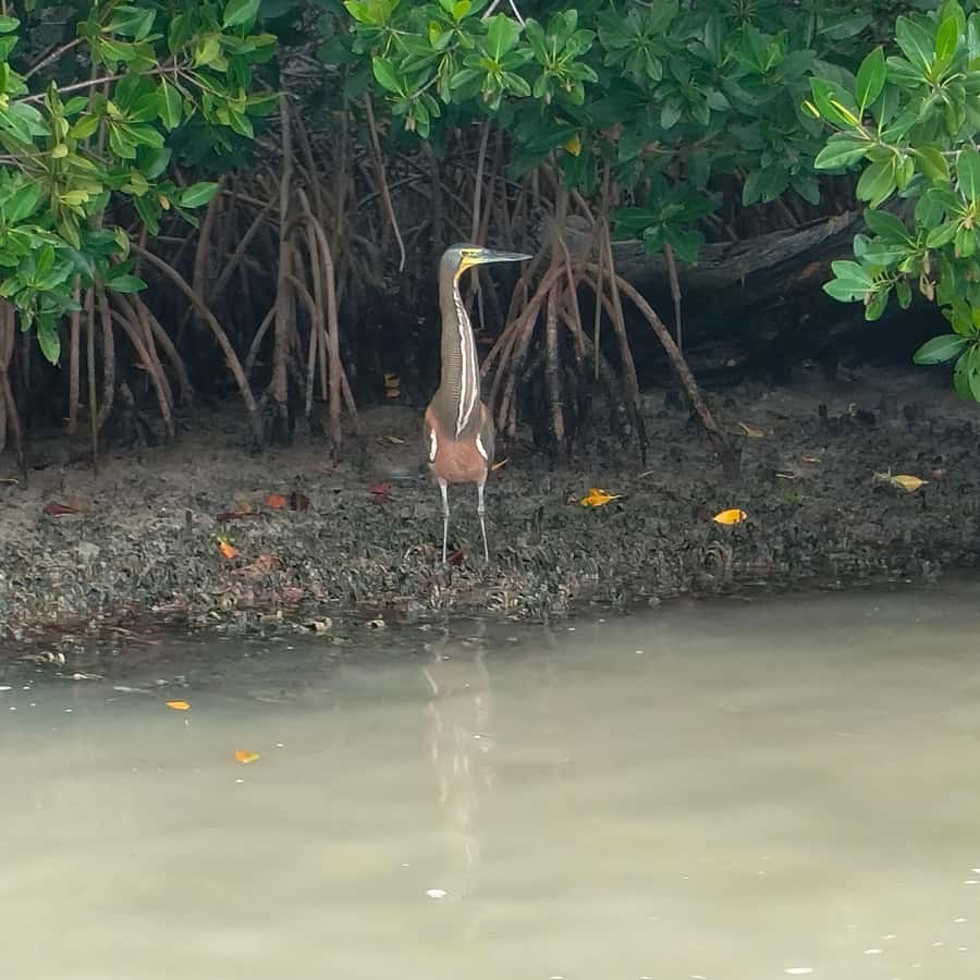 flamingo tour in Rio Lagartos, Yucatan 3 hours - Is $87 per person a good value?