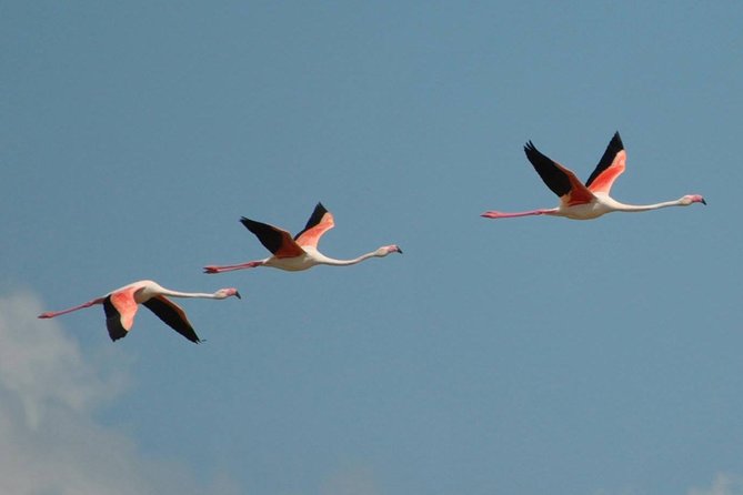 Flamingos Sightseeing Segway Tour - Why the Molentargius flamingos make this ride special