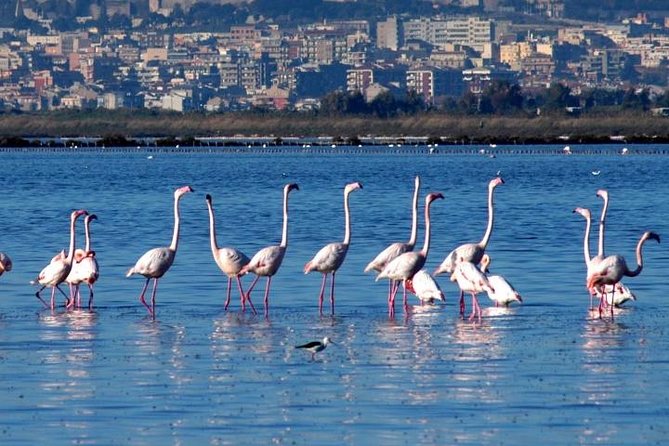Flamingos Sightseeing Segway Tour - Learning the Segway before the ride